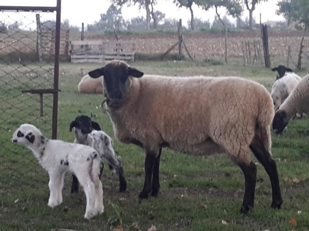 הוילה Giano dellʼUmbria Agriturismo Rustichino מראה חיצוני תמונה